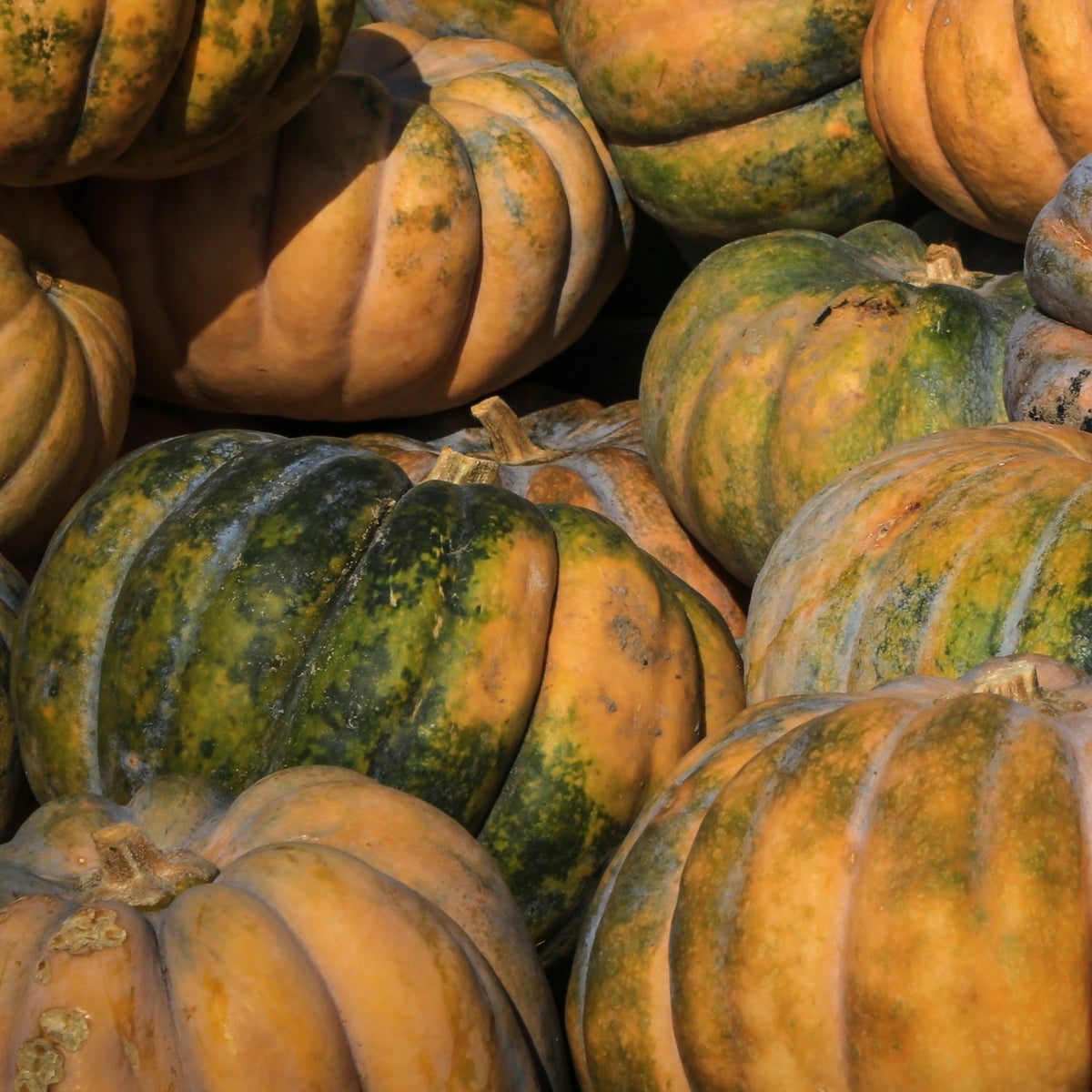 Kürbis Muscade de Provence Samen