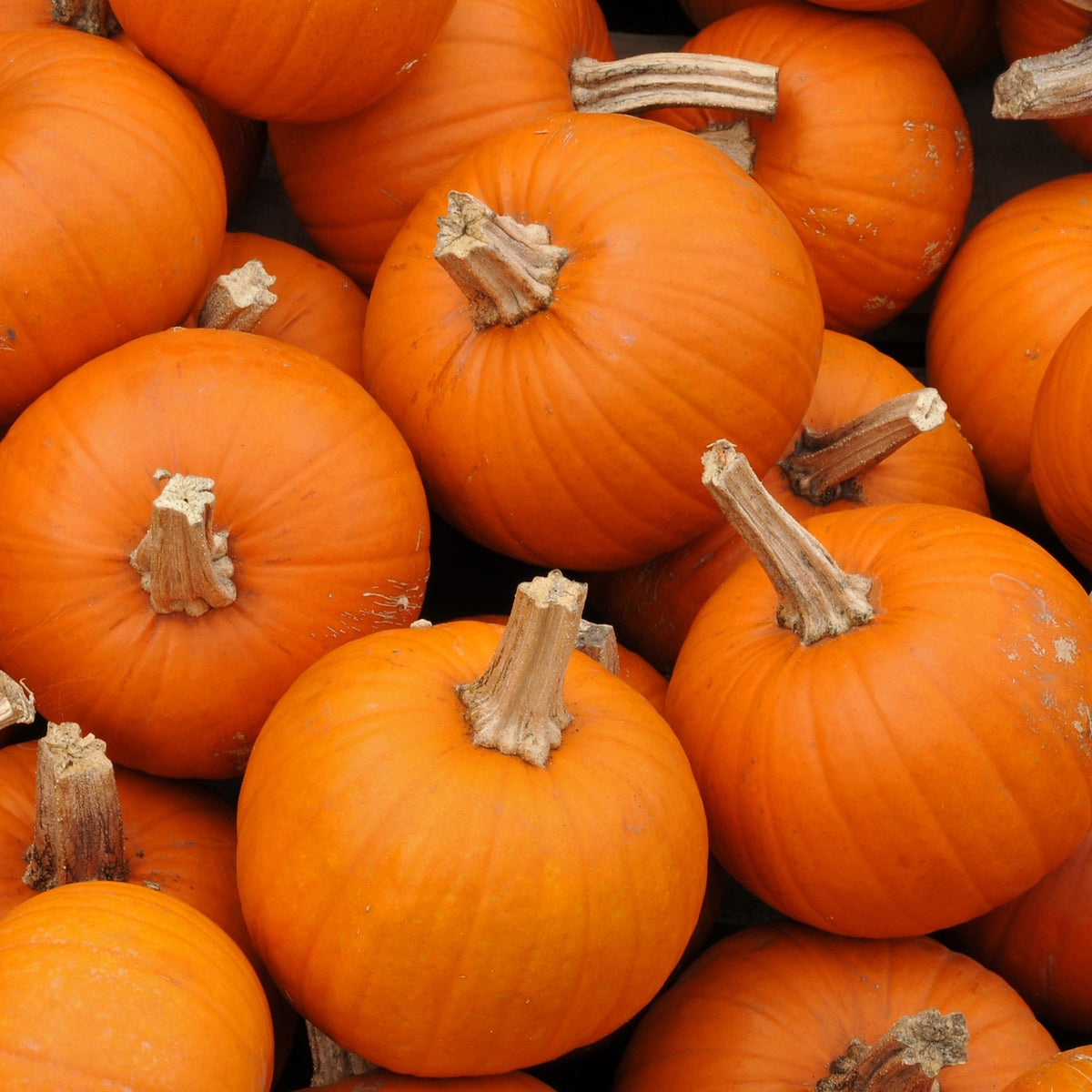 Halloweenkürbis Baby Bear Samen