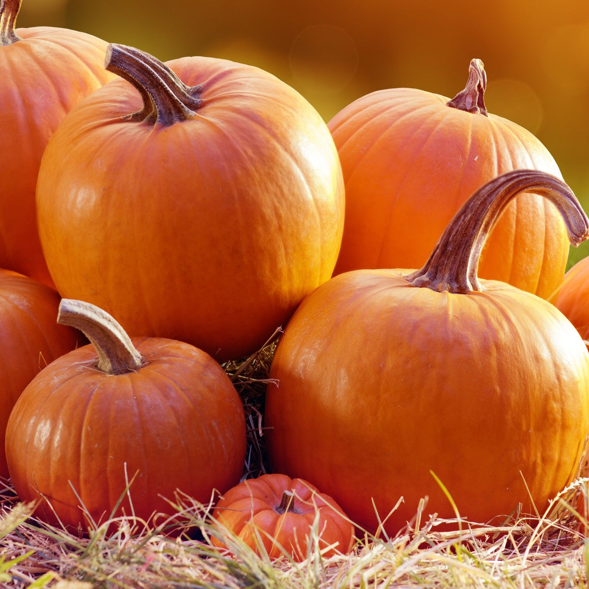 Halloweenkürbis Jack O`Lantern Samen