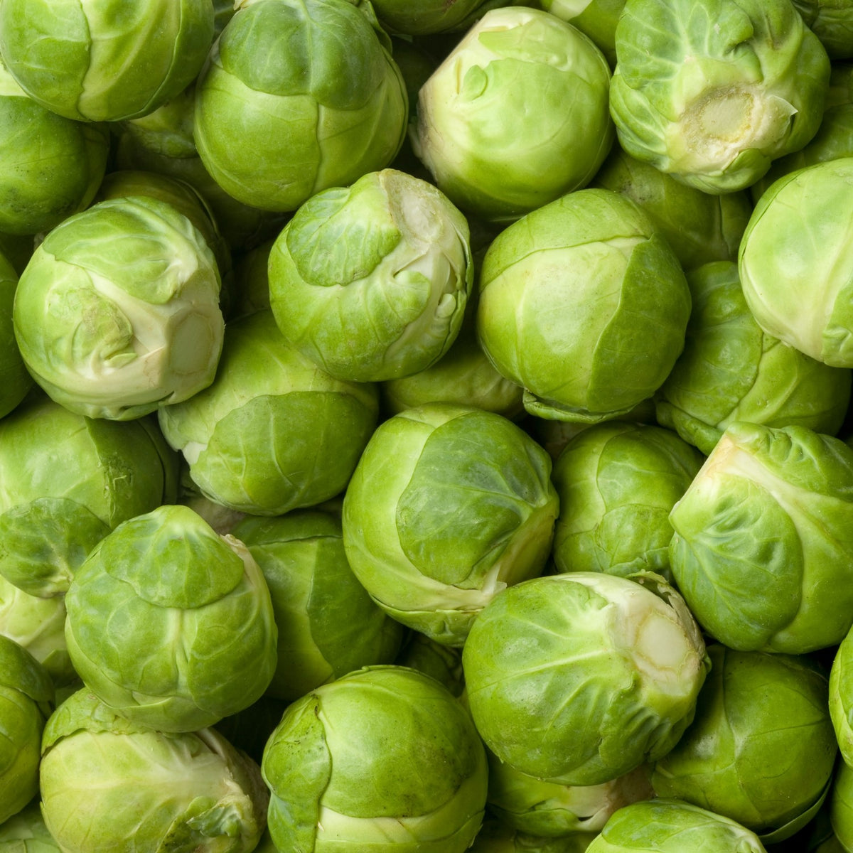 Rosenkohl Long Island Samen