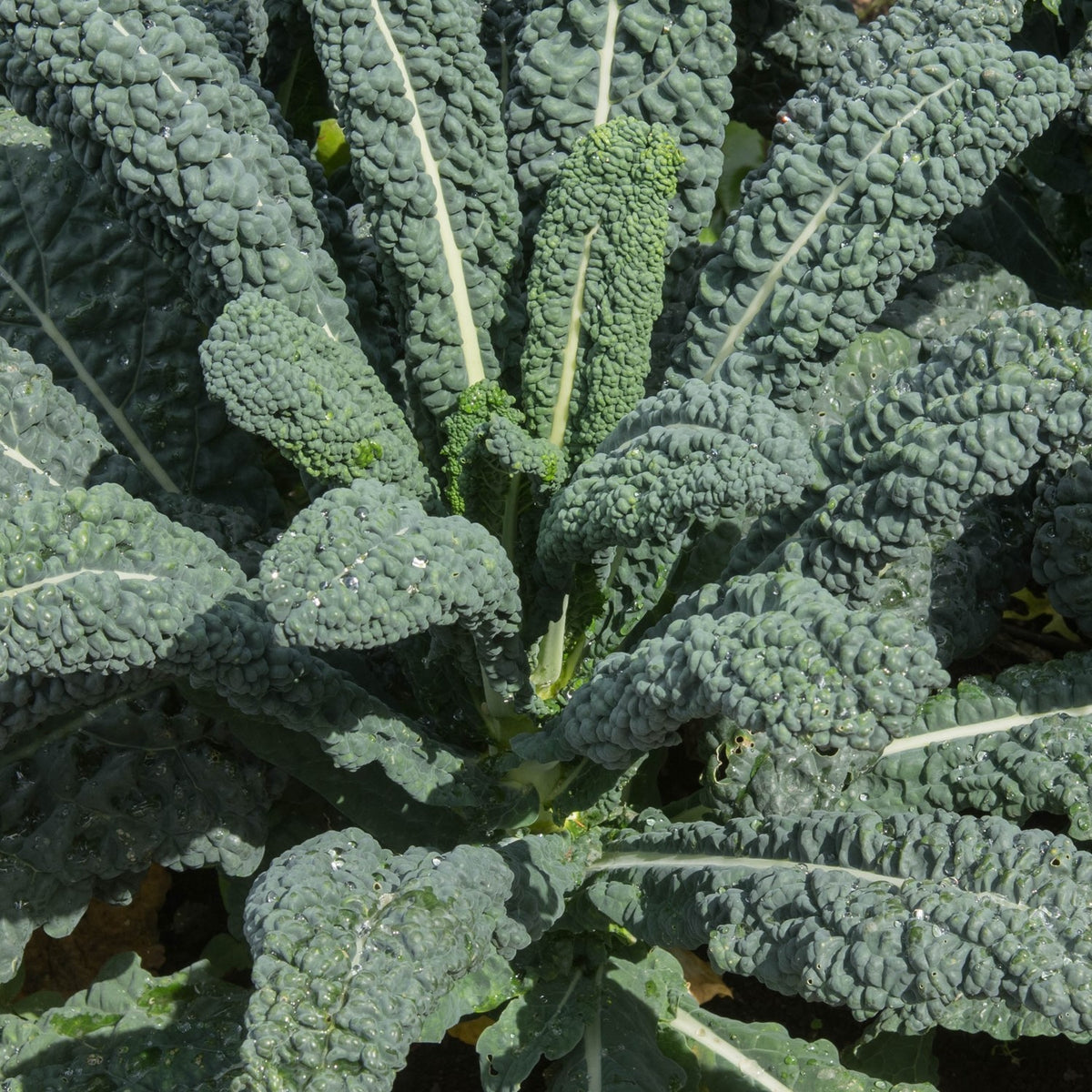 Palmkohl Nero di Toscana Samen
