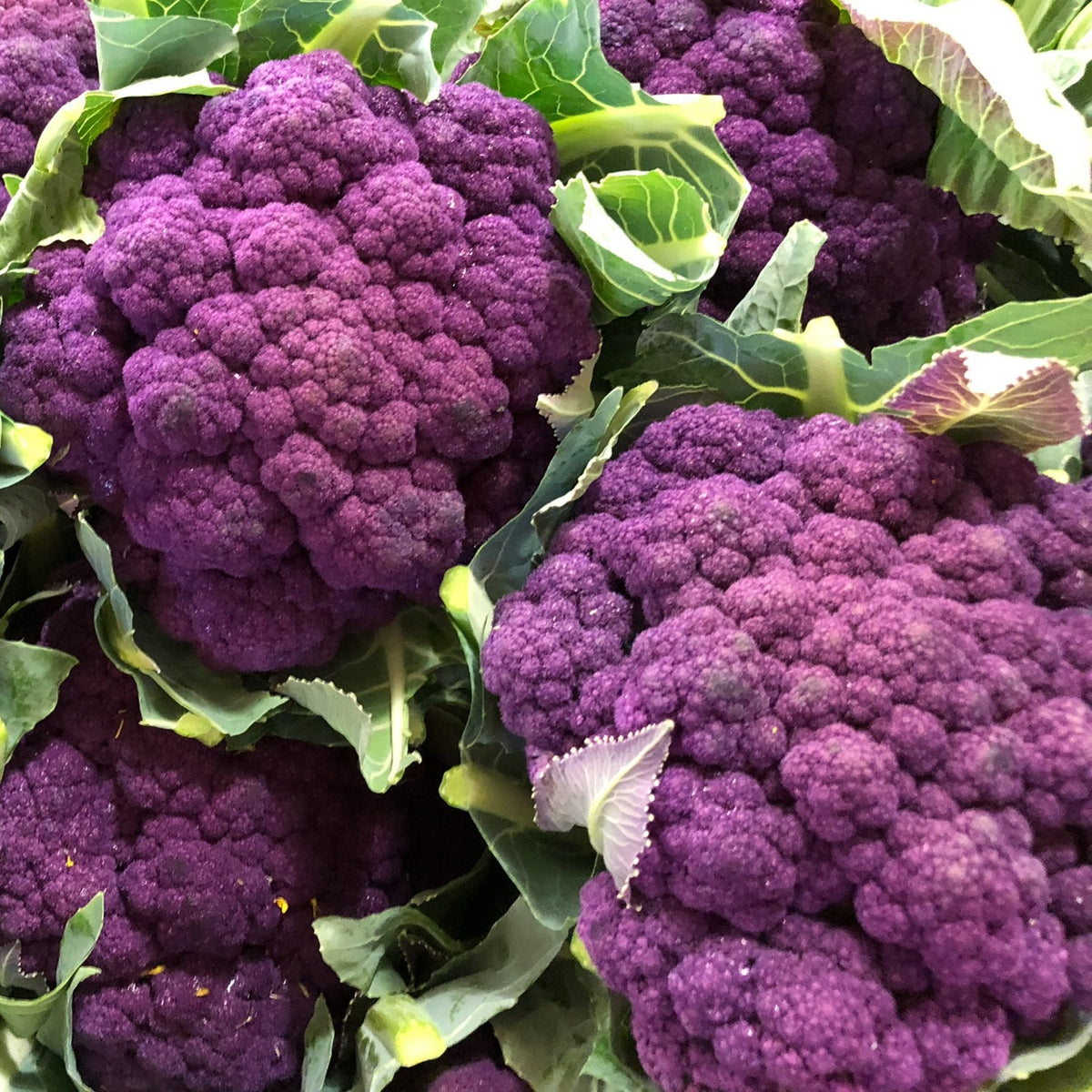 Blumenkohl Di Sicilia violetto Samen