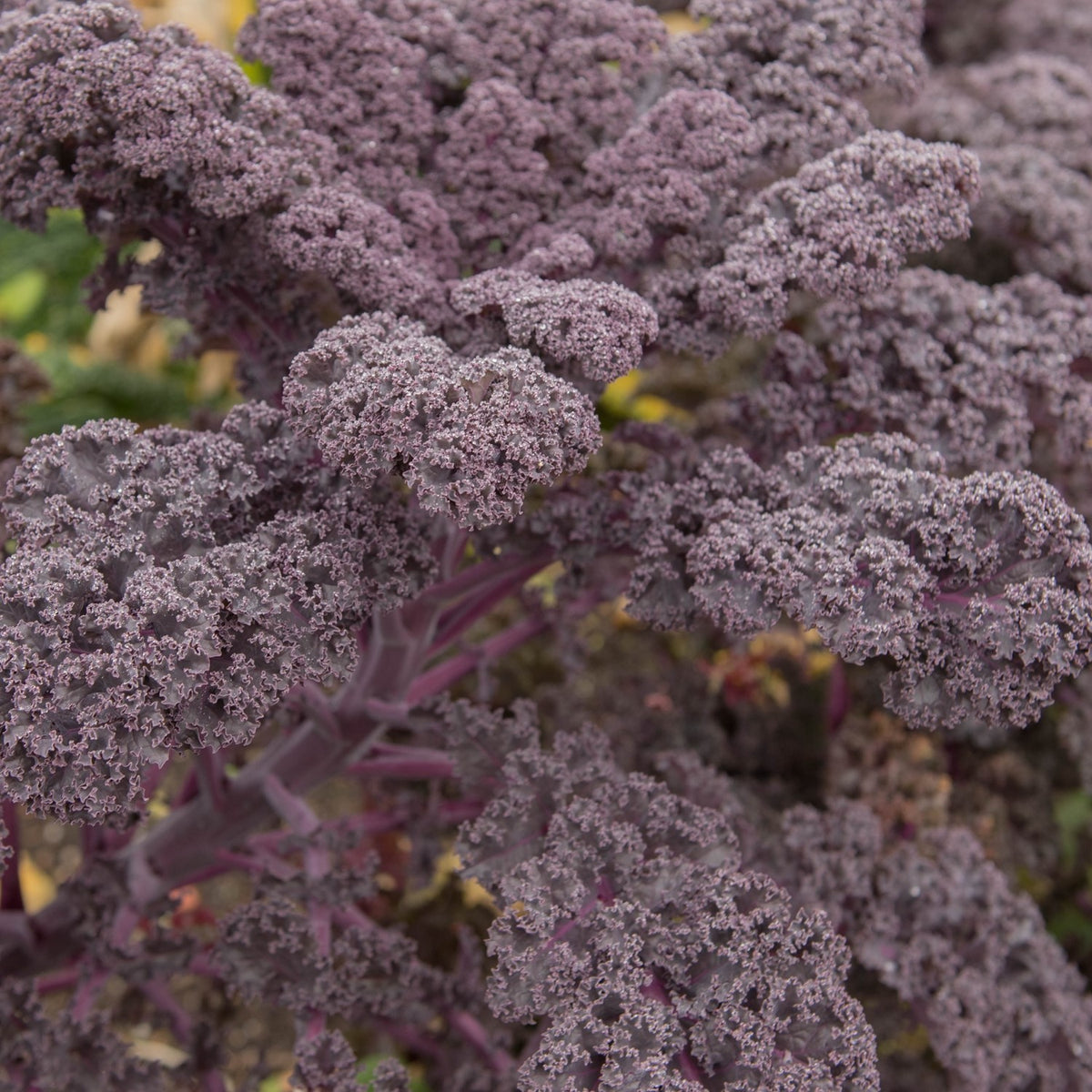 Grünkohl Scarlet Samen