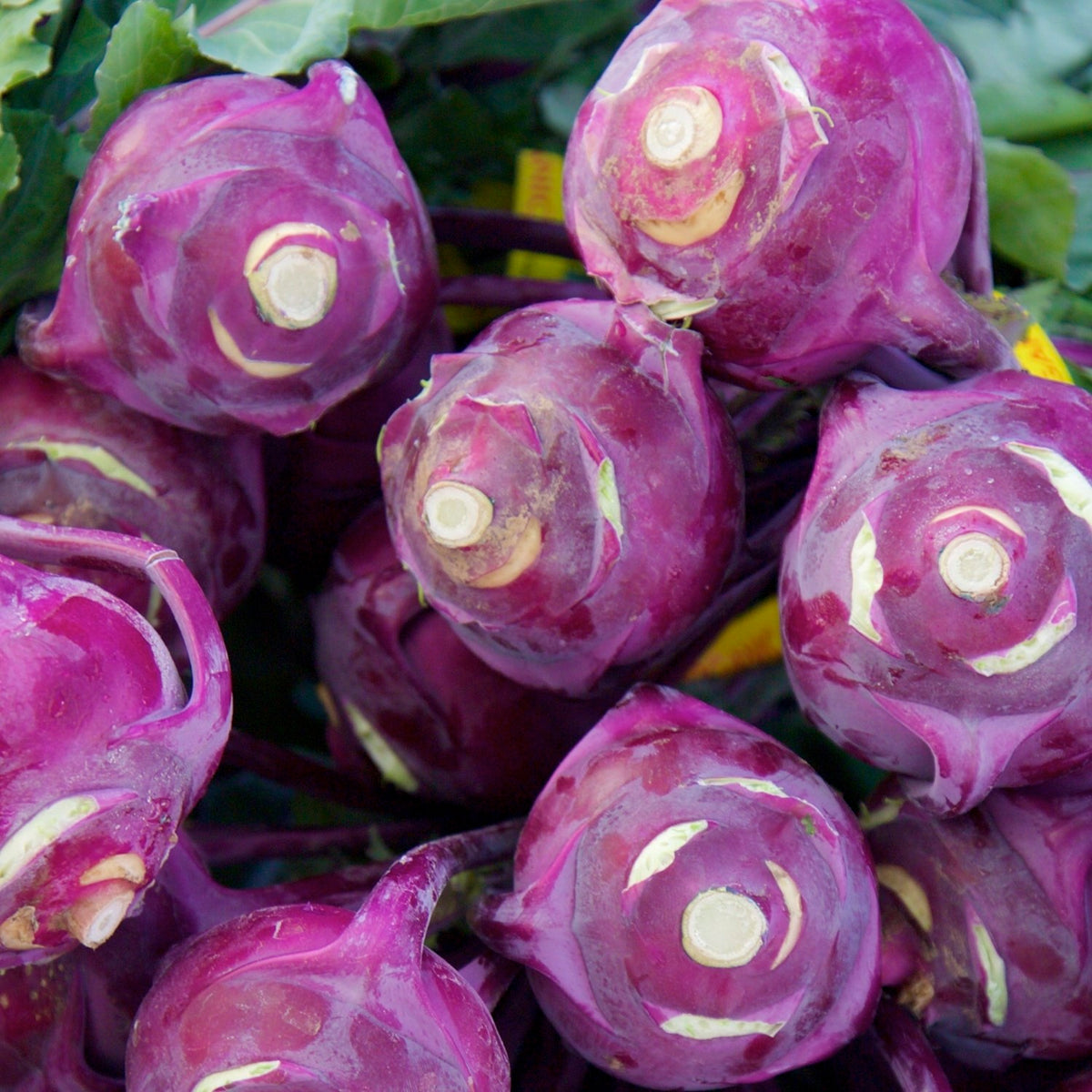 Kohlrabi Azur Star Samen