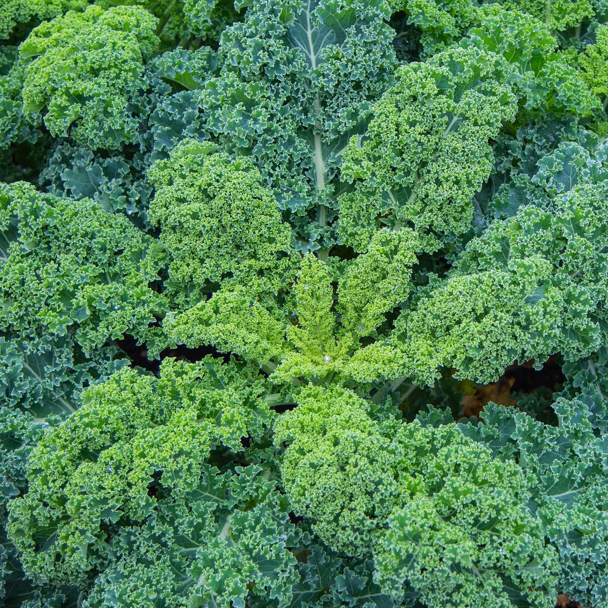 Grünkohl Niedriger Grüner Krauser Samen