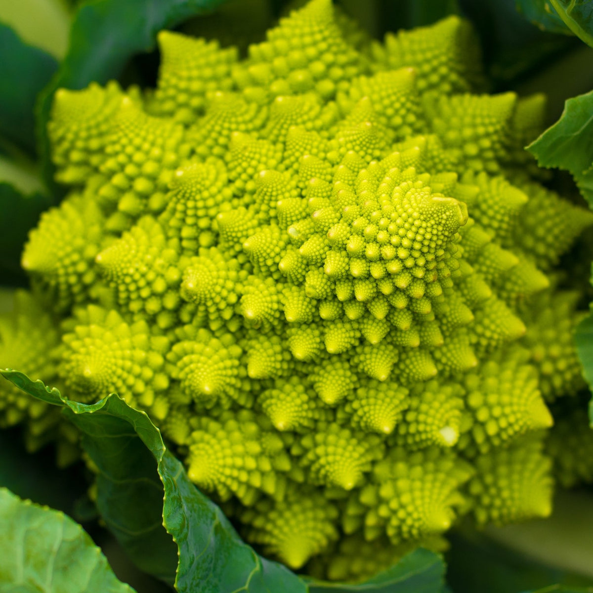 Blumenkohl Romanesco natalino Samen