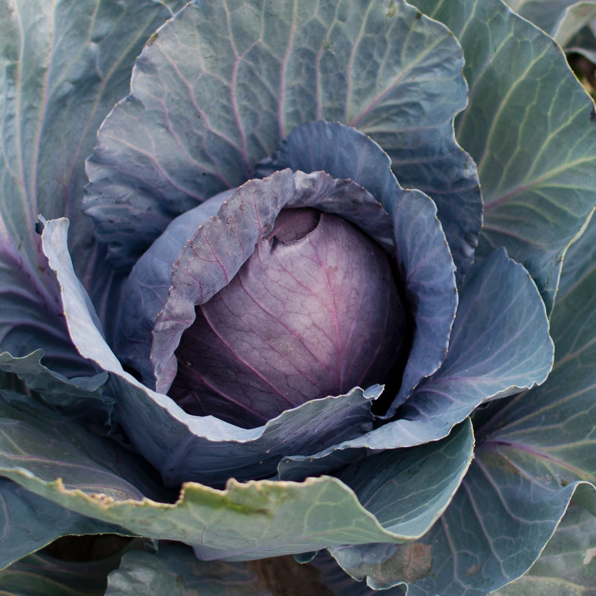 Rotkohl Tête noire 3 Samen