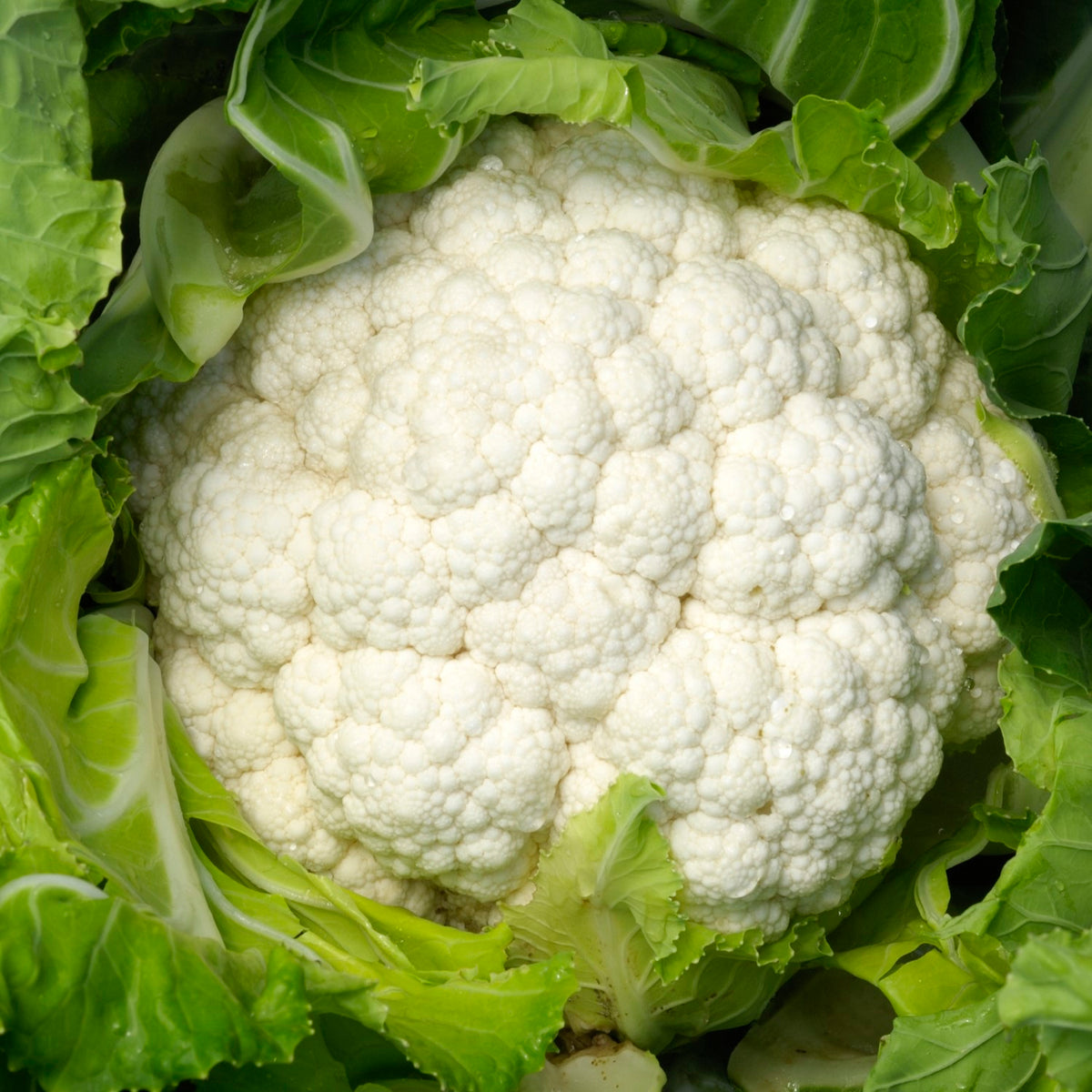 Blumenkohl Neckarperle Samen