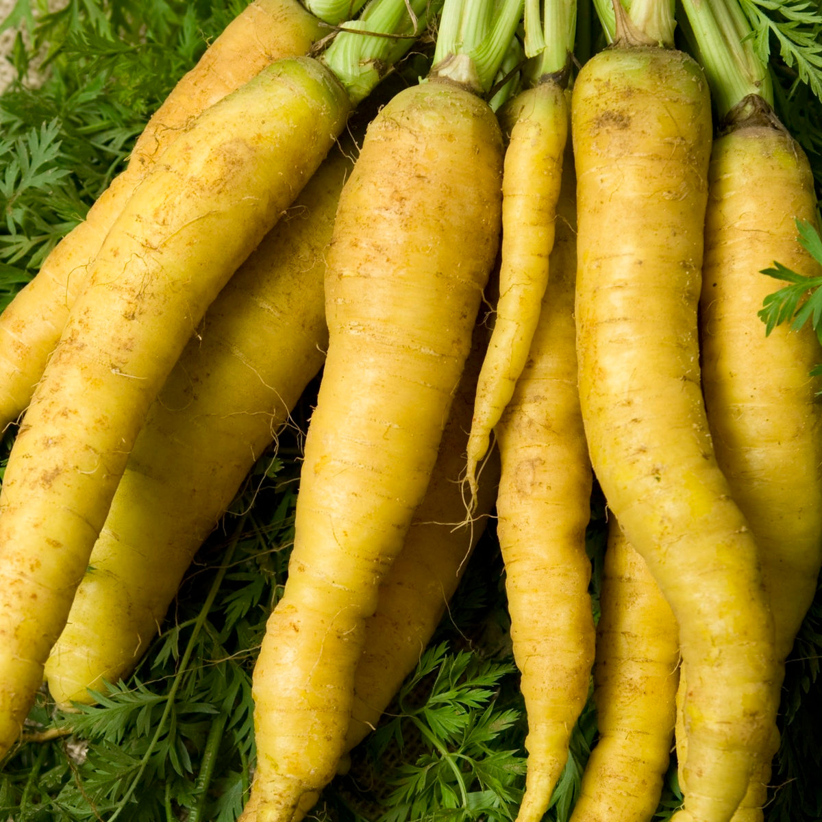 Karotte Jaune du Doubs Samen