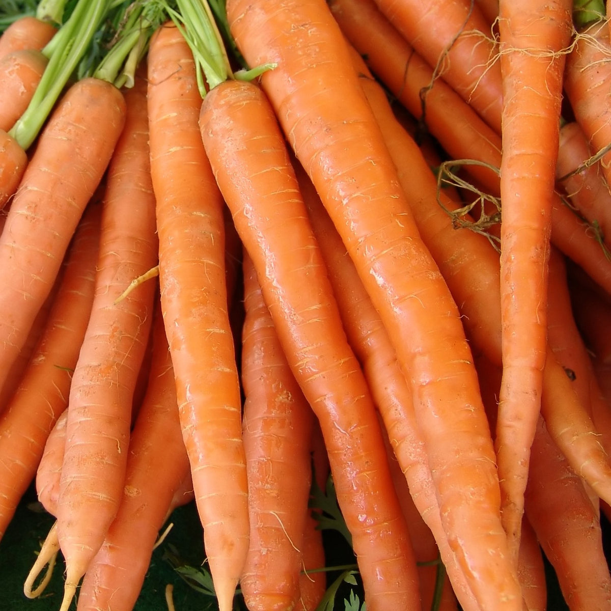 Bio-Karotte Amsterdam 2 Samen