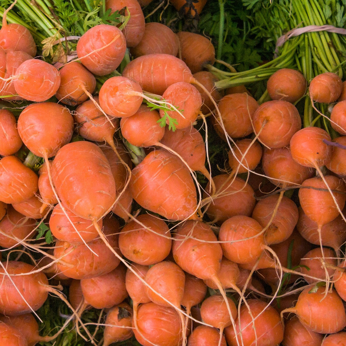 MHD 06/26 Karotte Parijse Markt Samen