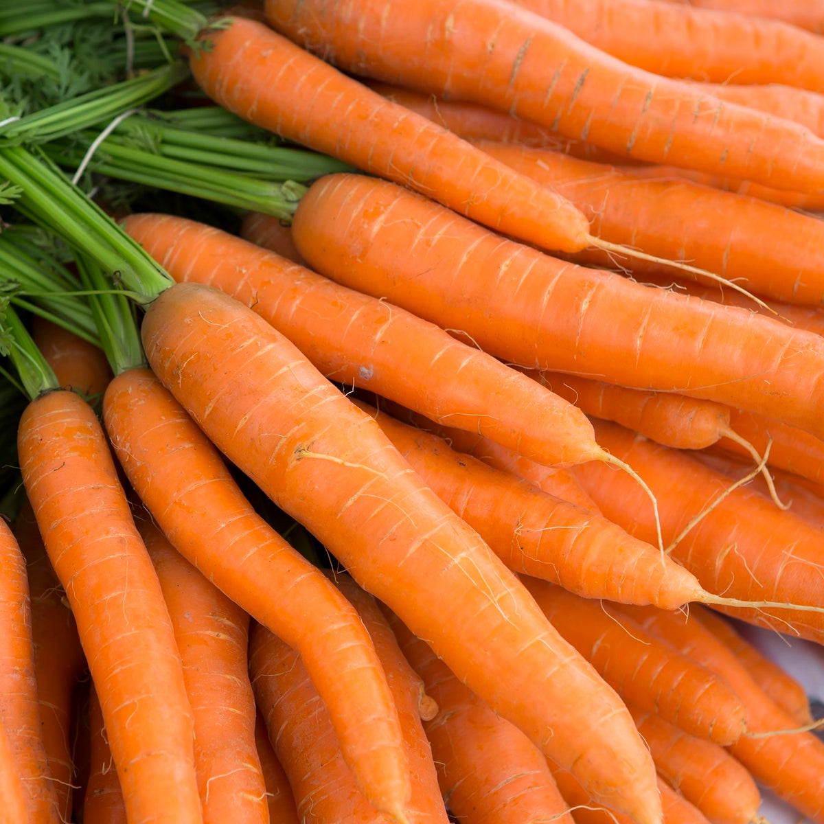 Bio-Karotte Nantes 2 Samen