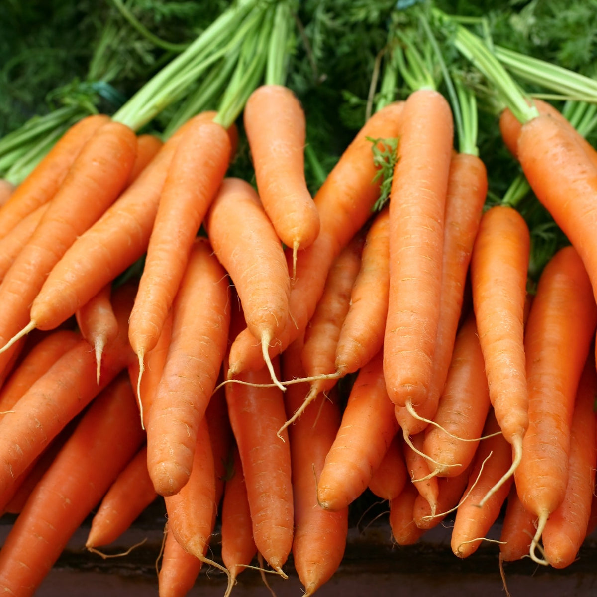 Karotte Autumn King 2 Samen