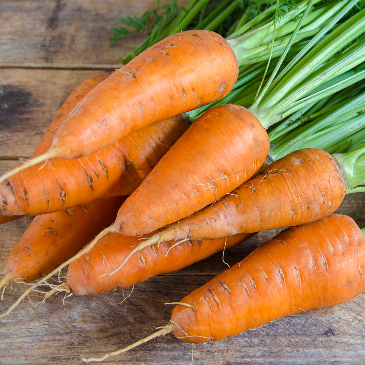 Karotte Short and Sweet Samen