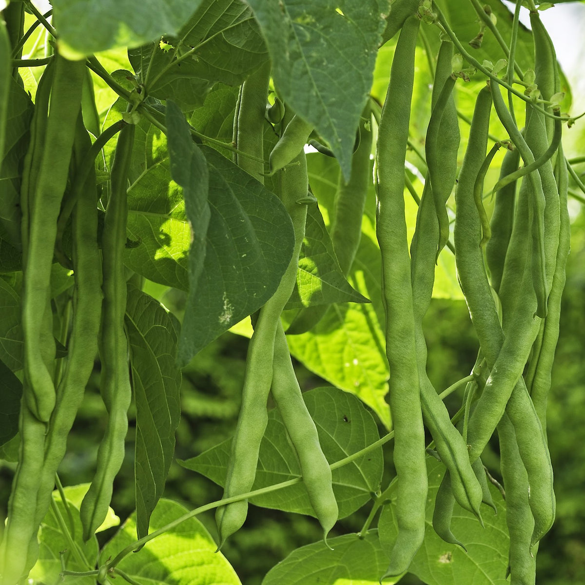 Stangenbohne Mombacher Speck Samen