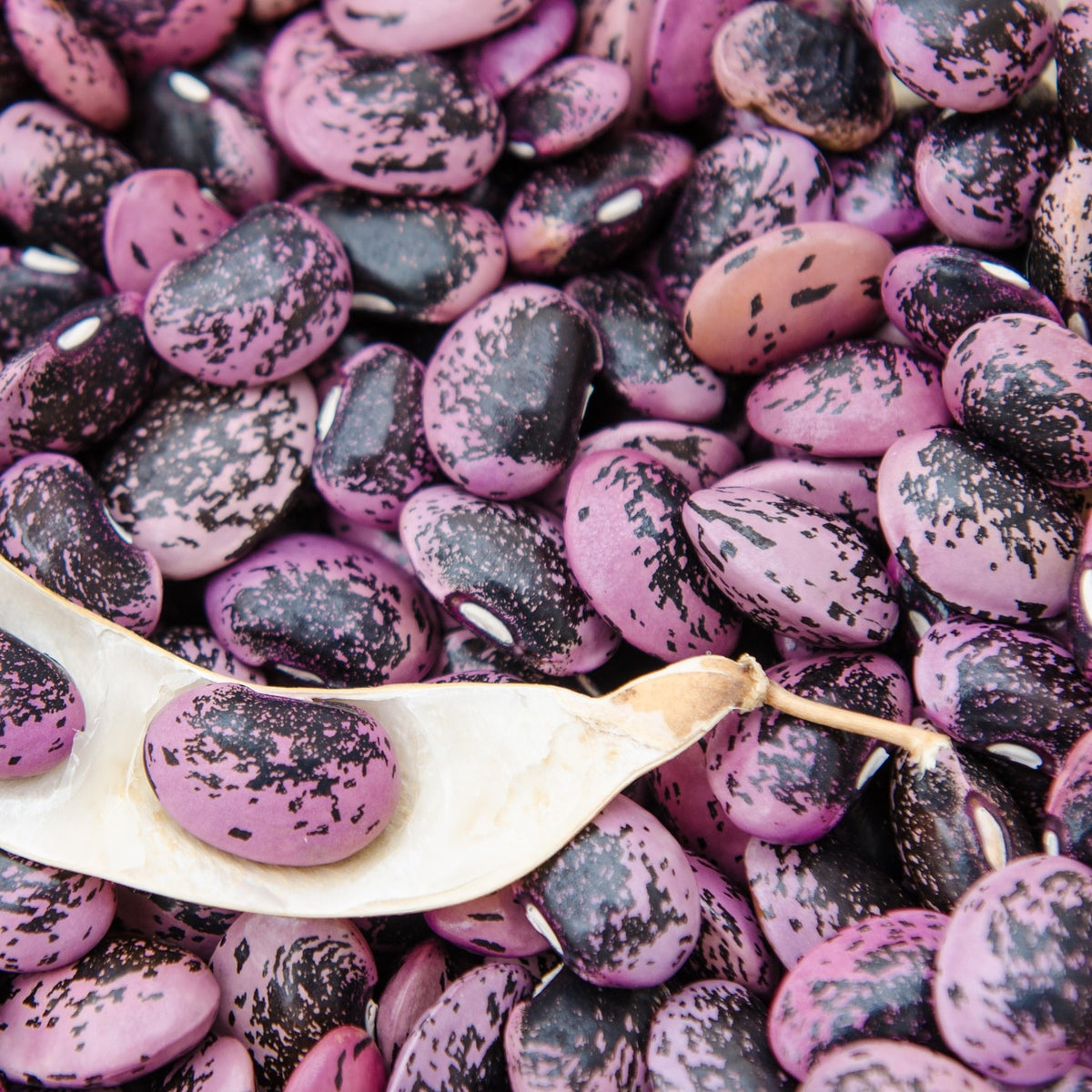 Bio-Feuerbohne Scarlet Emperor Samen