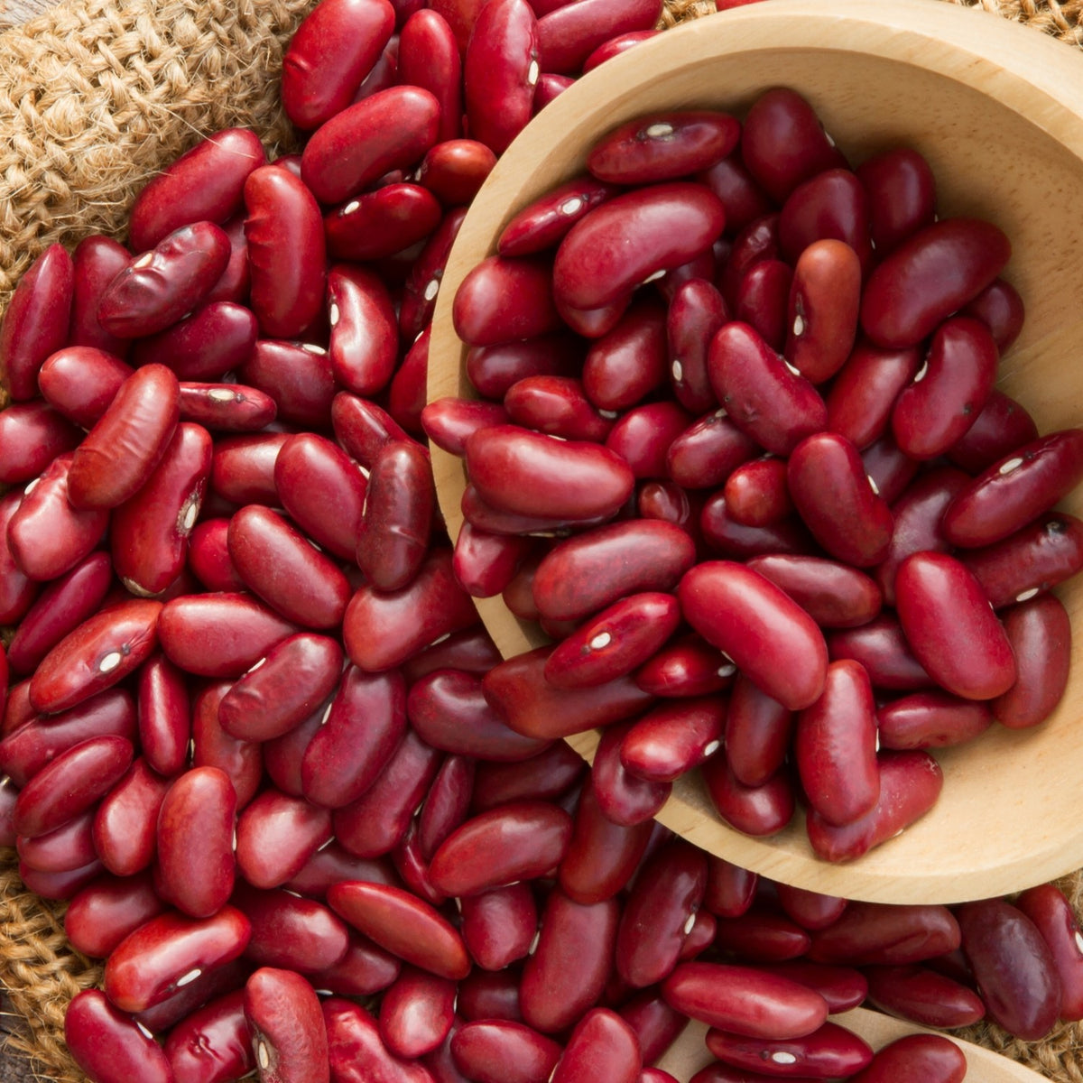 Bio-Kidneybohne Canadian Wonder Samen