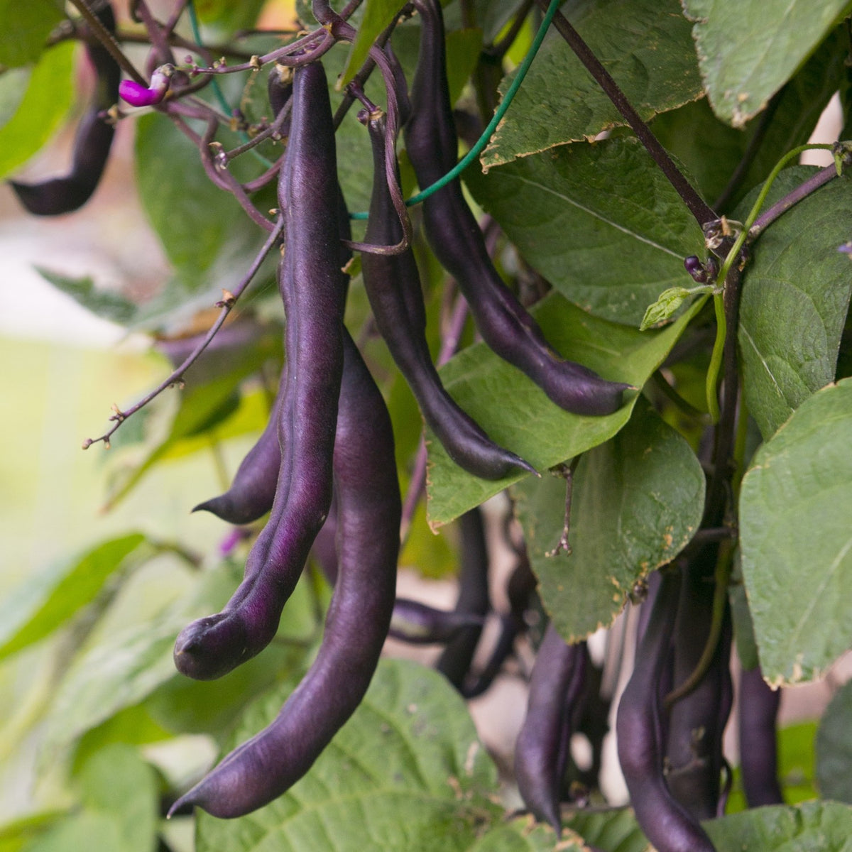 Buschbohne Purple Queen Samen