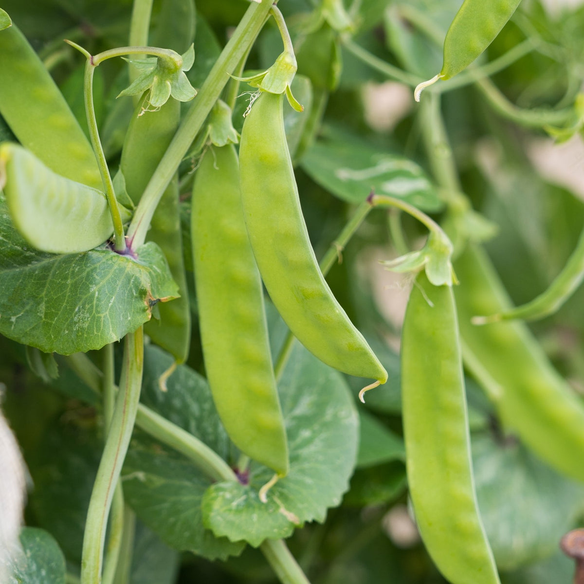 Zuckererbse Sugar Snap Samen