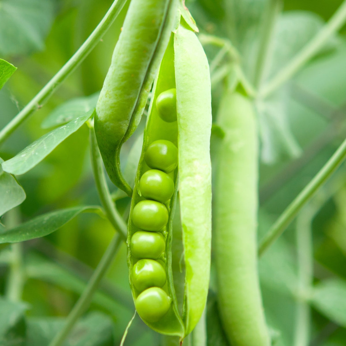 Schalerbse Frühe Harzerin Samen