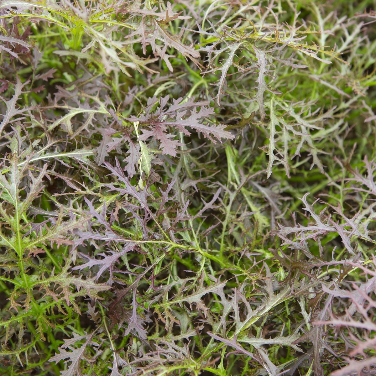 Bio-Blattsenf Purple Frills Samen