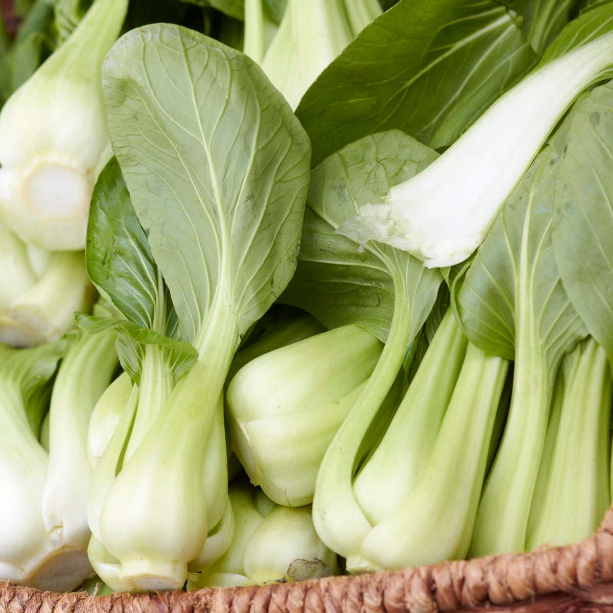 Asiasalat Pak Choi Samen