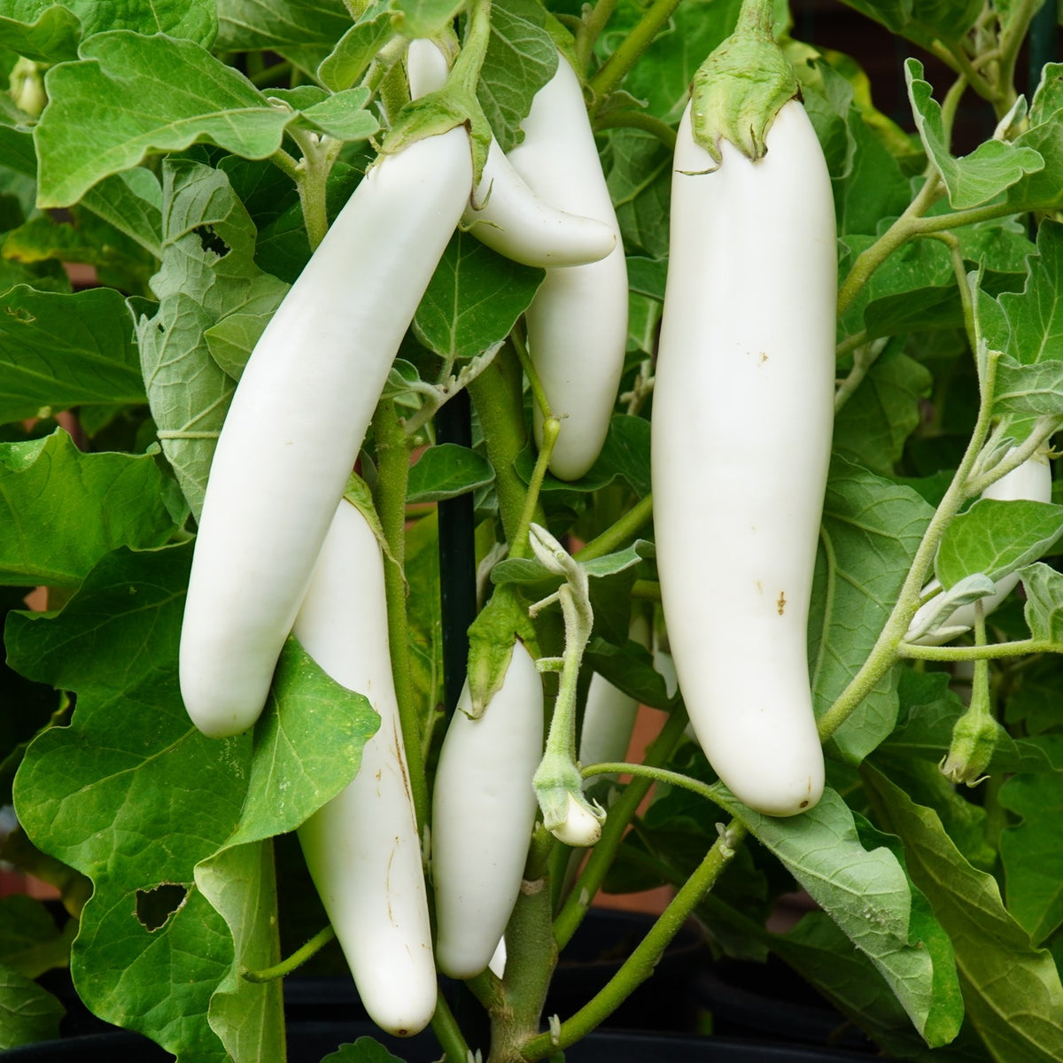 MHD 06/26 Aubergine White Knight F1 Samen
