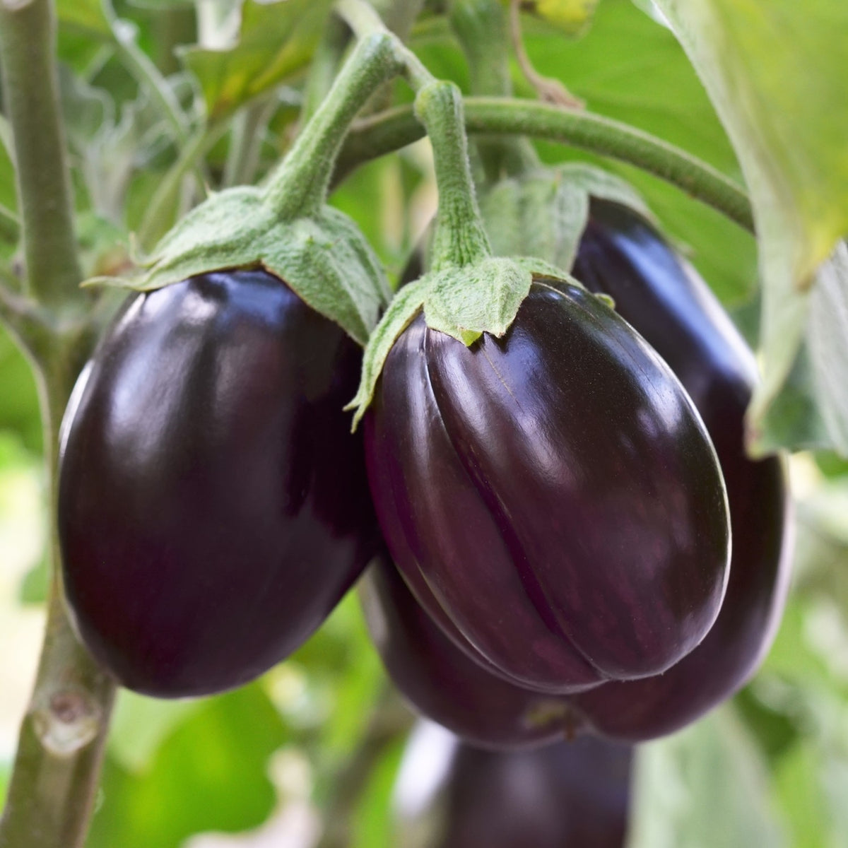Bio-Aubergine Benarys Blaukönigin Samen