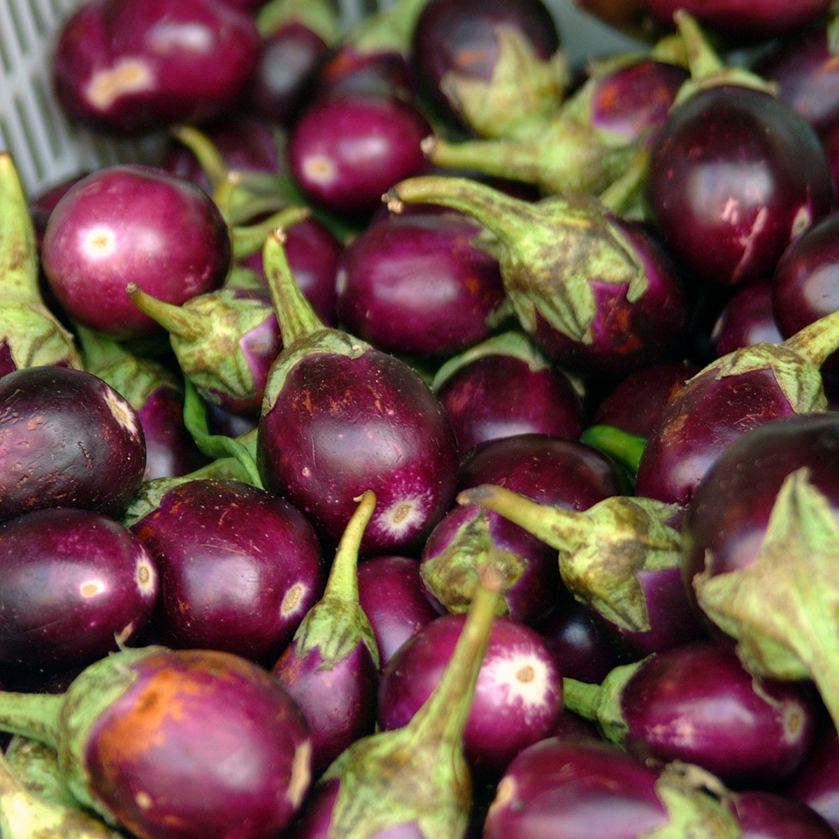 MHD 06/26 Bio-Aubergine Bambino Samen