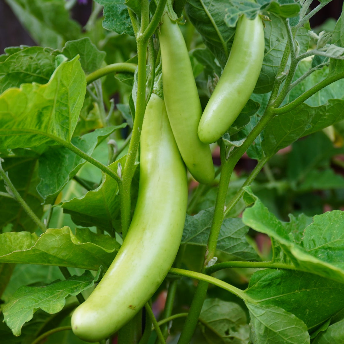 MHD 06/26 Aubergine Green Knight F1 Samen