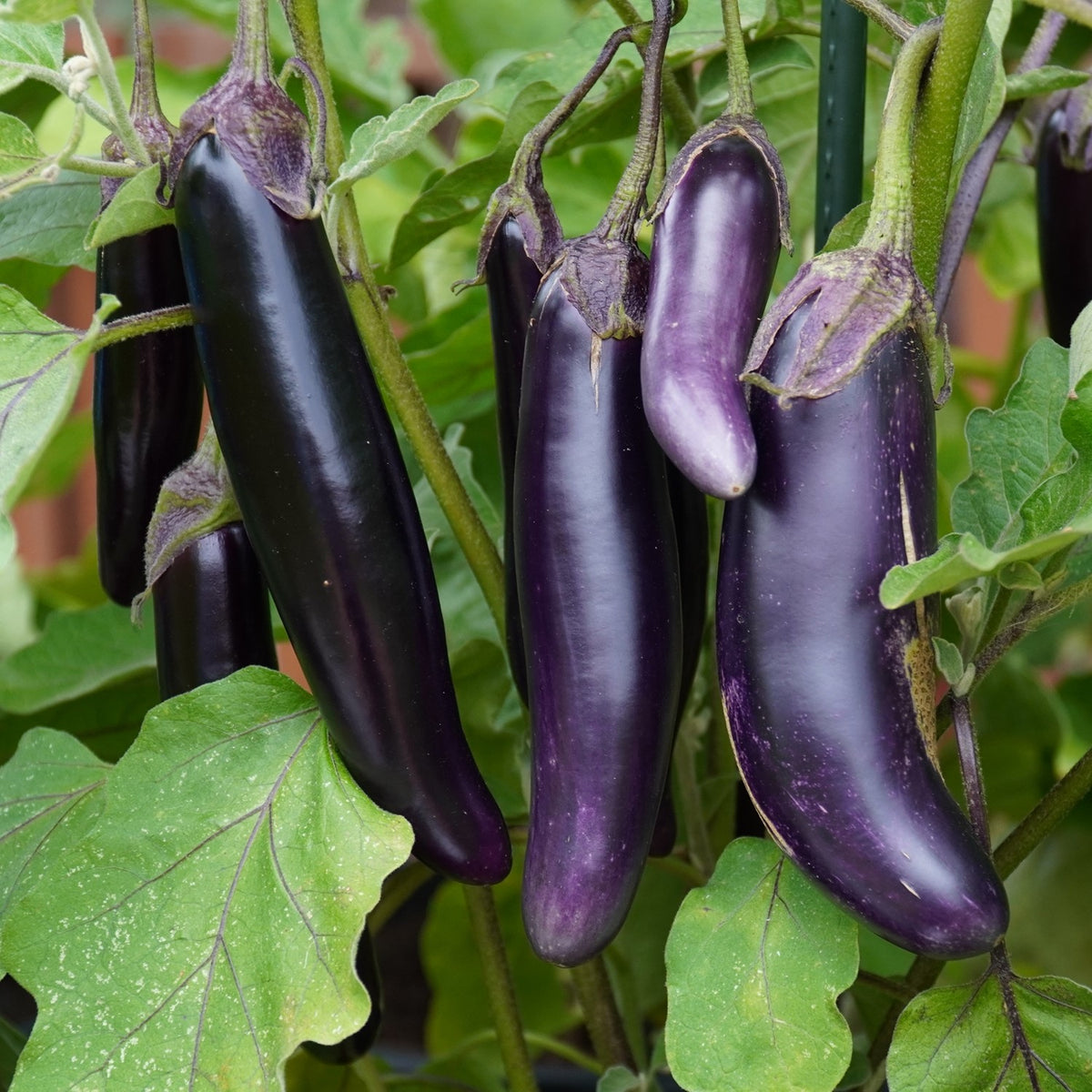 Aubergine Violet Knight F1 Samen