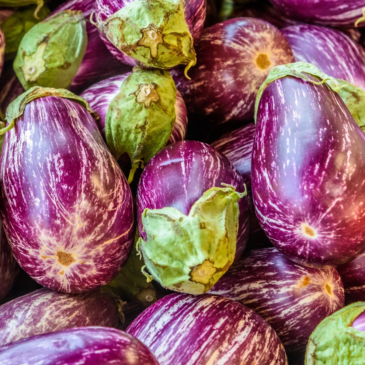 Aubergine Listada de Gandia Samen