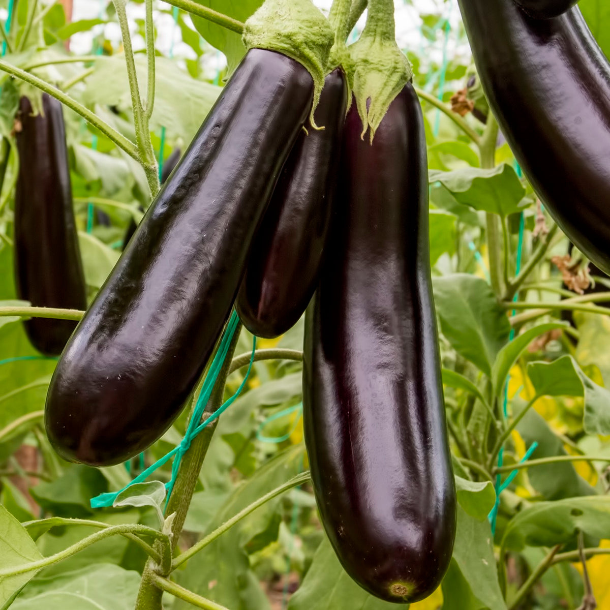 Aubergine Early Long Purple 3 Samen