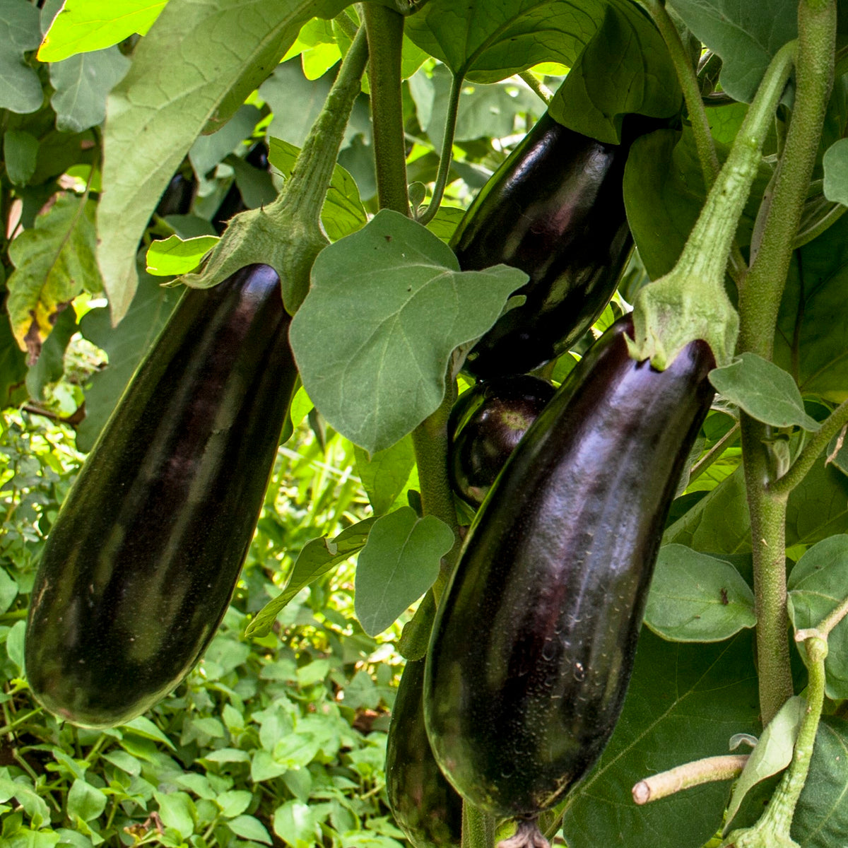 Aubergine Black Beauty Samen