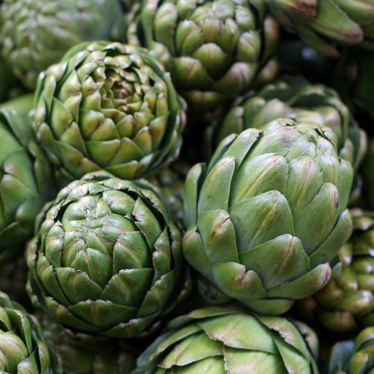Artischocke Green Globe Samen