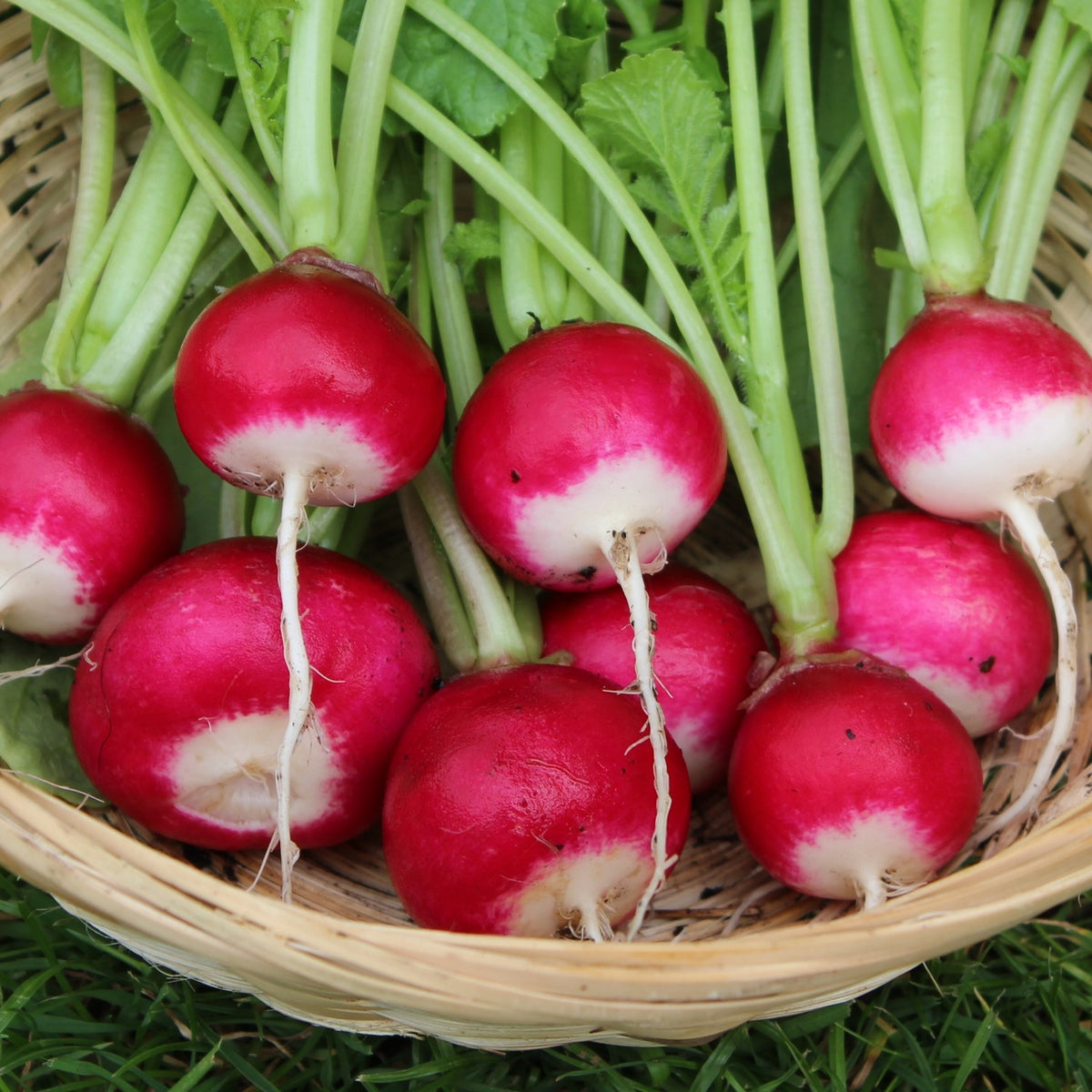 Bio-Radieschen National 2 Samen