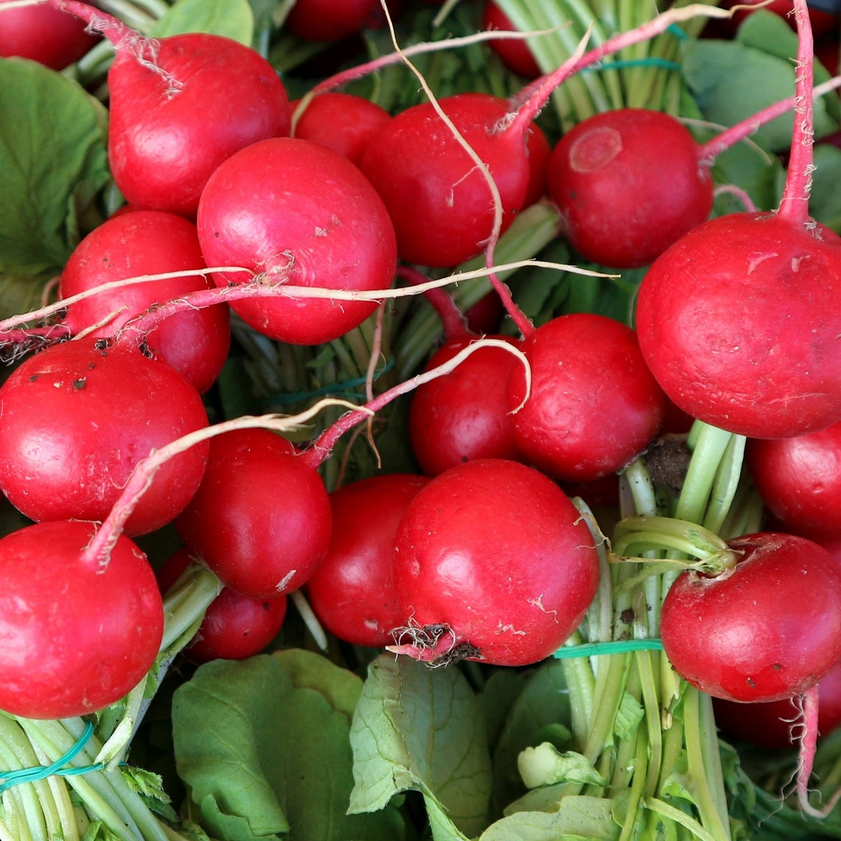 Bio-Radieschen Saxa 2 Samen