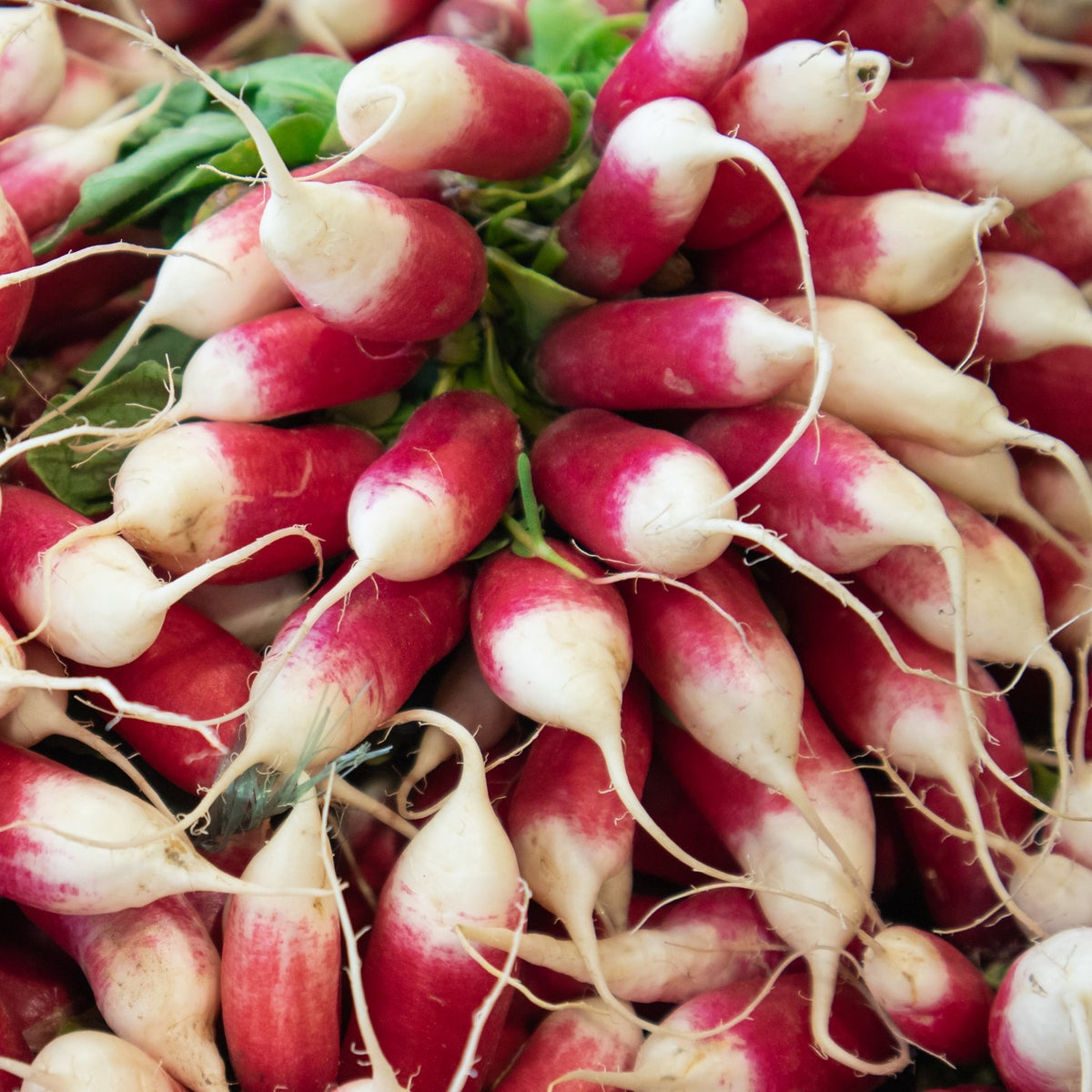 Radieschen French Breakfast Samen