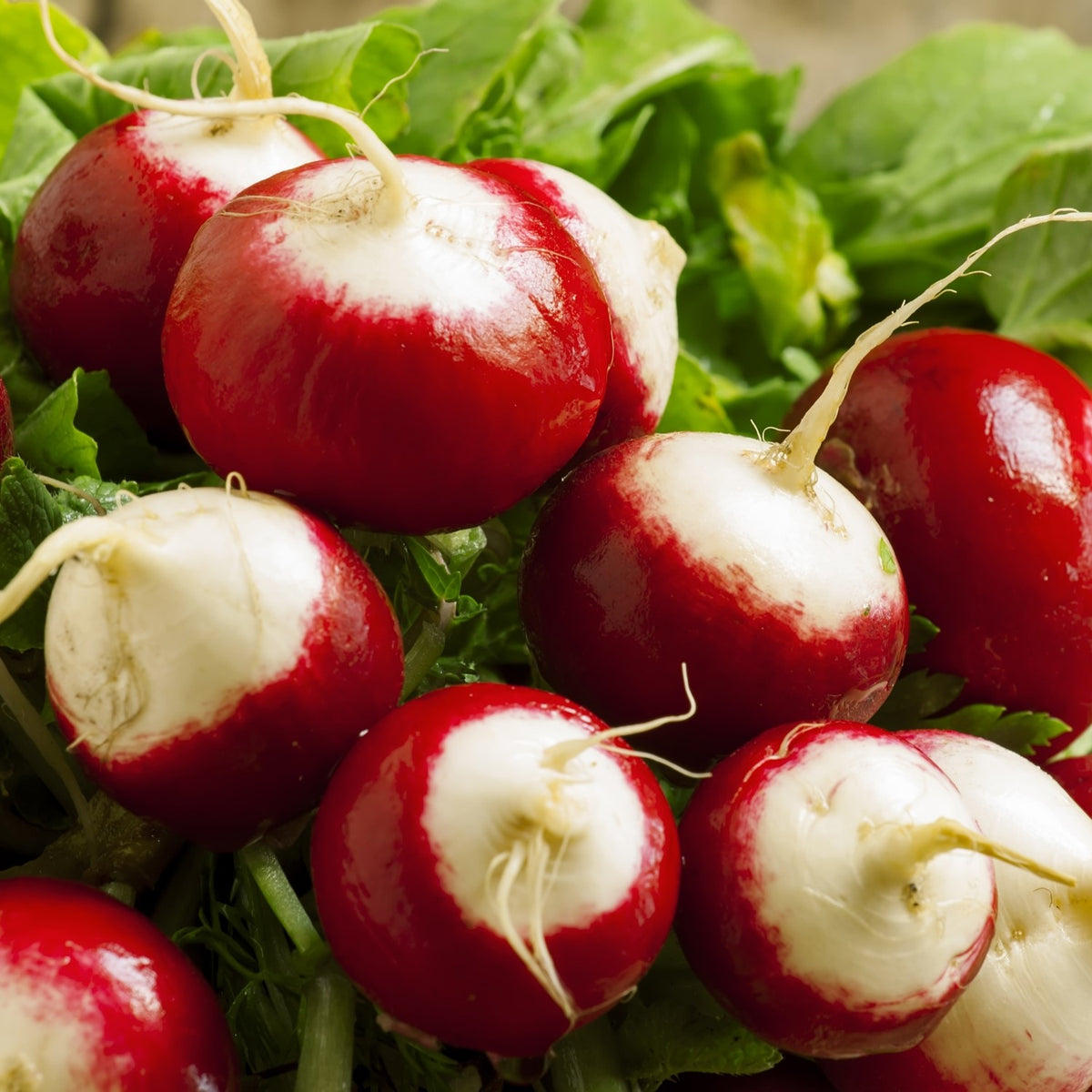 Radieschen Poloneza Samen
