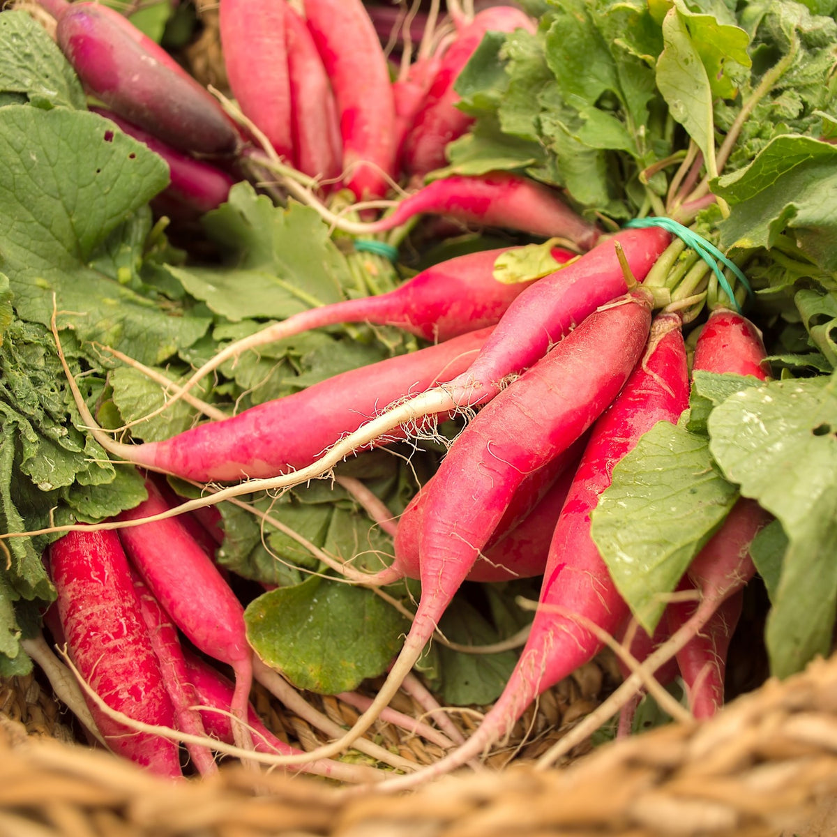 MHD 06/26 Radieschen Long Scarlet