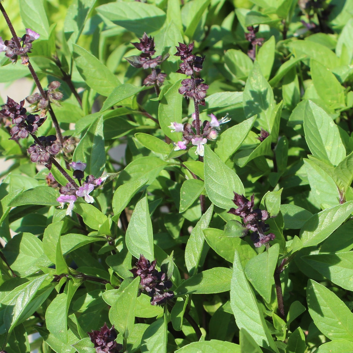 Thai Basilikum Siam Queen Samen, Ocimum basilicum