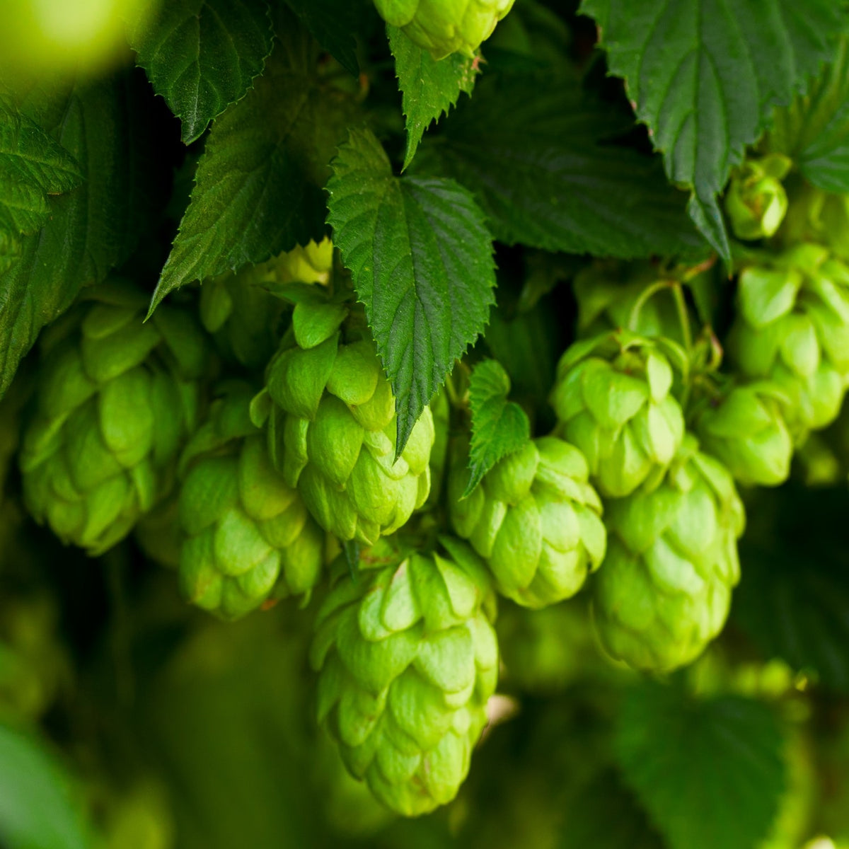 Echter Hopfen Samen, Humulus lupulus