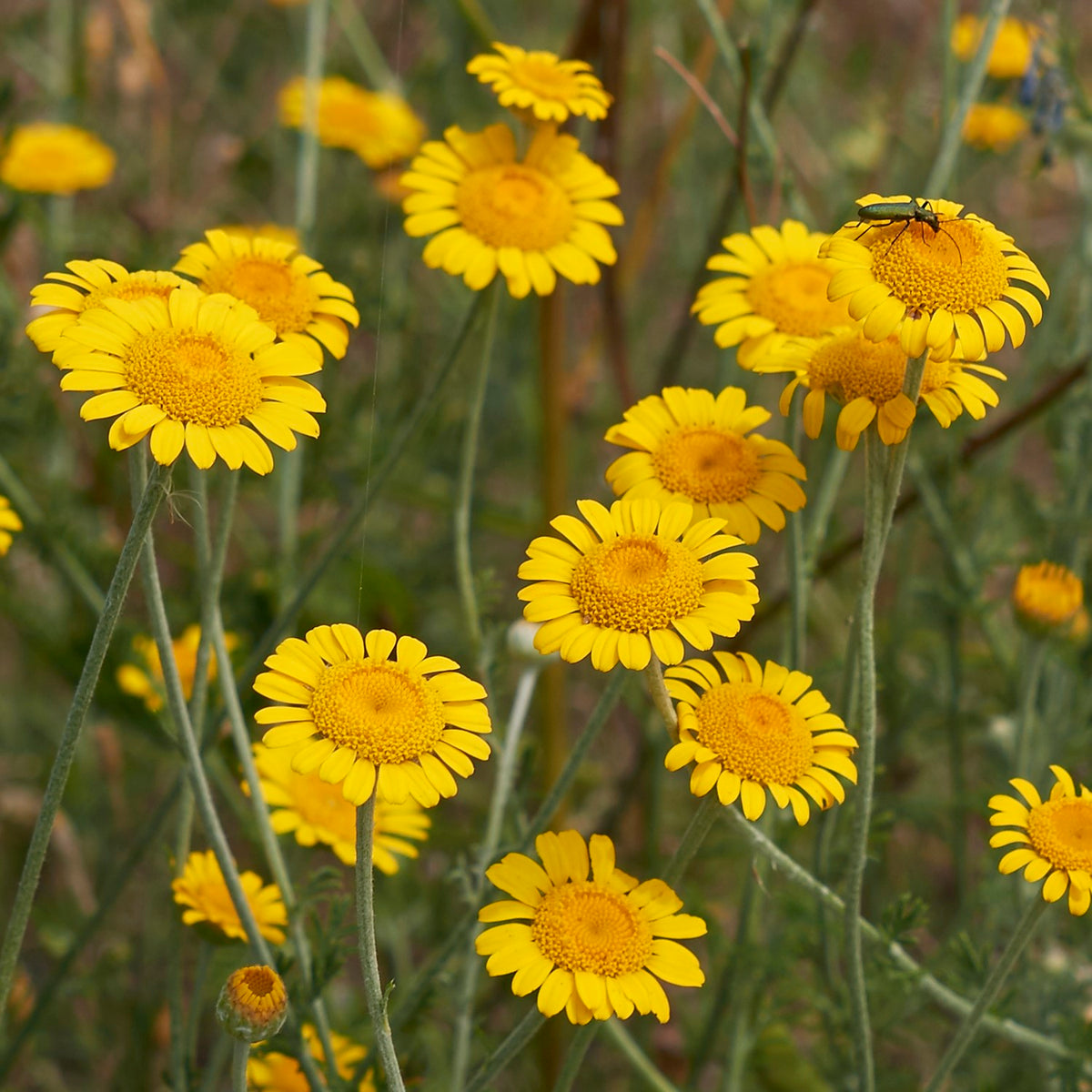 MHD 06/26 Färberkamille Samen, Anthemis tinctoria