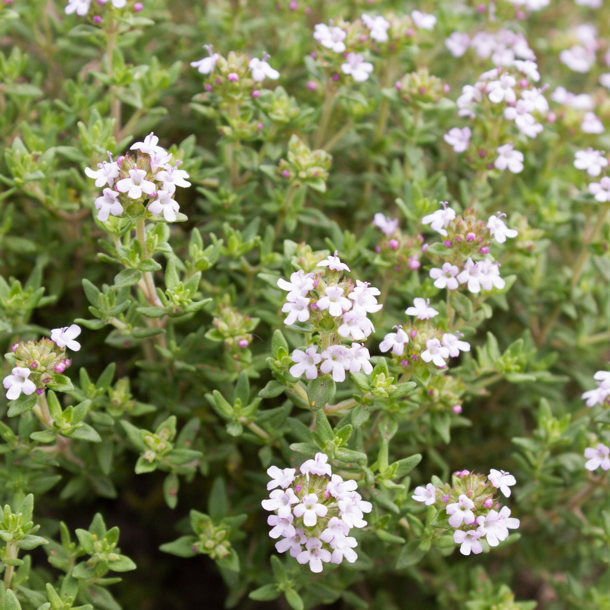 MHD 06/25 Feldthymian Samen, Thymus serpyllum