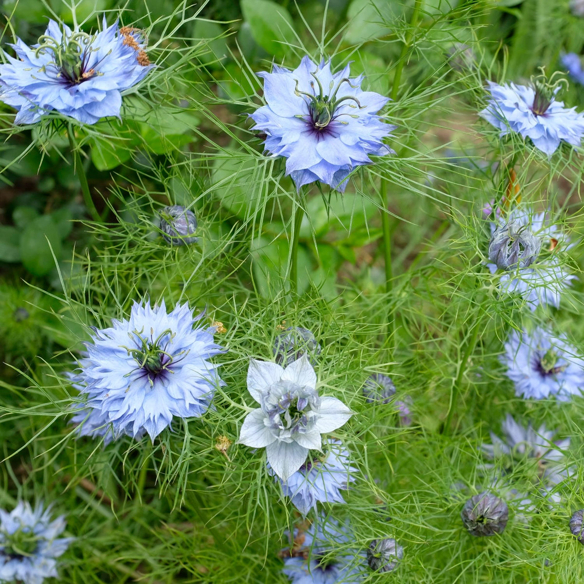 MHD 06/26 Echter Schwarzkümmel Samen, Nigella sativa