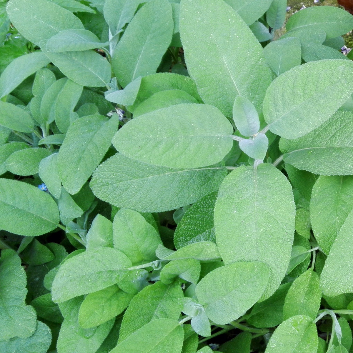 Bio-Salbei Samen, Salvia officinalis