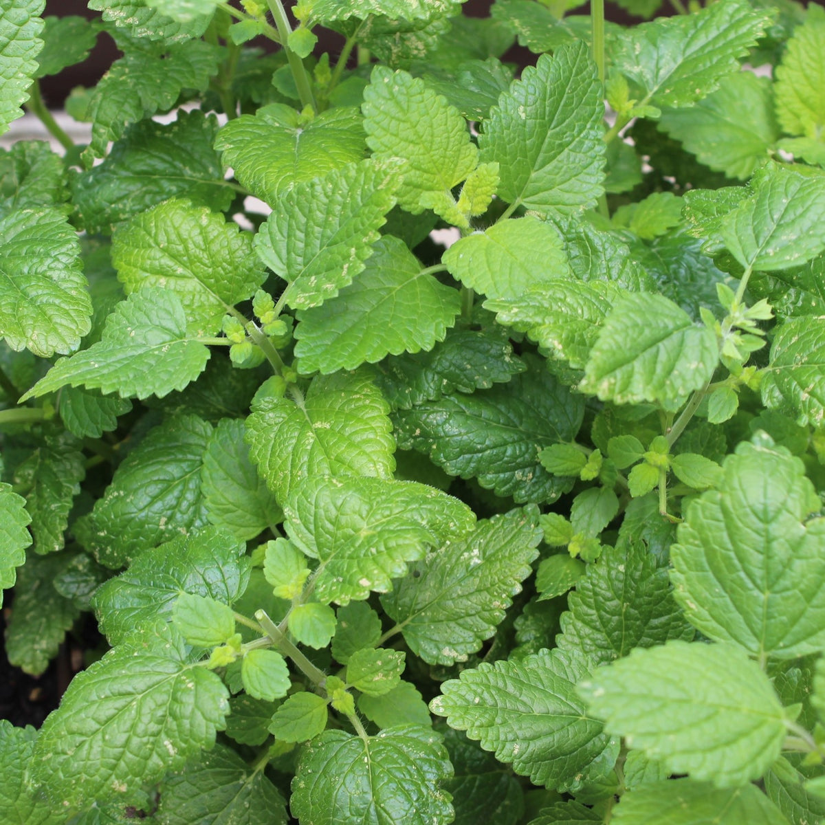 Bio-Zitronenmelisse Samen, Melissa officinalis