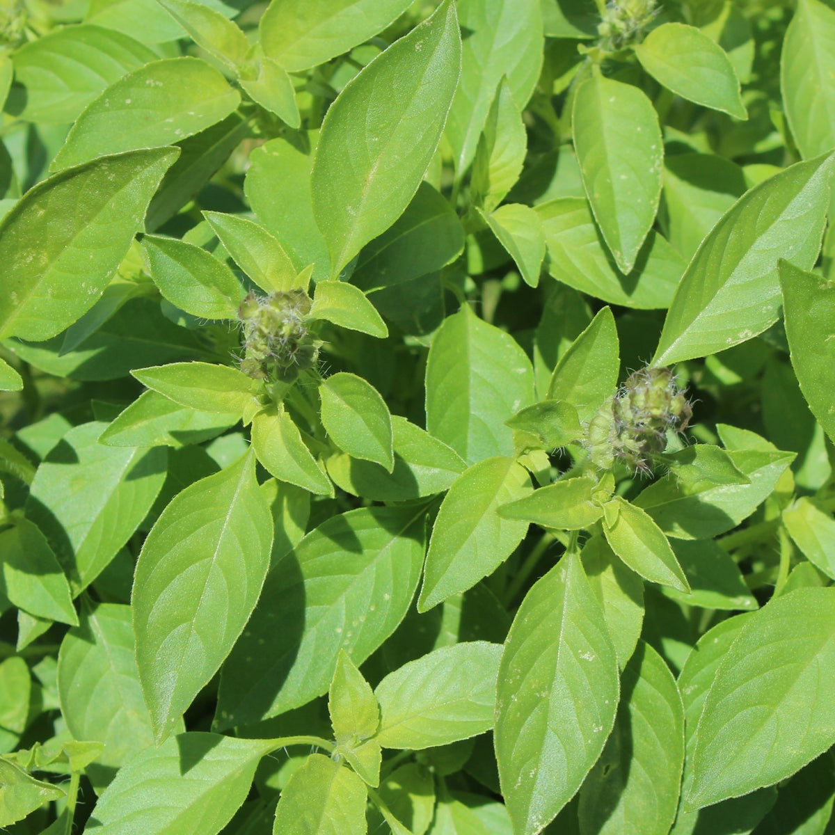 Zitronenbasilikum Mrs. Burns Samen, Ocimum basilicum citrodora