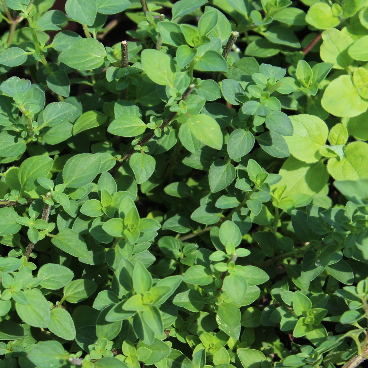 MHD 06/26 Bio-Oregano Samen