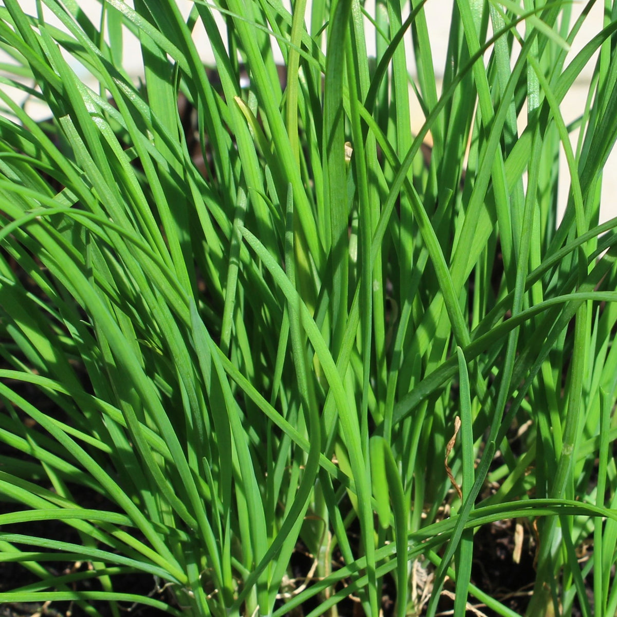 Bio-Schnittknoblauch Samen